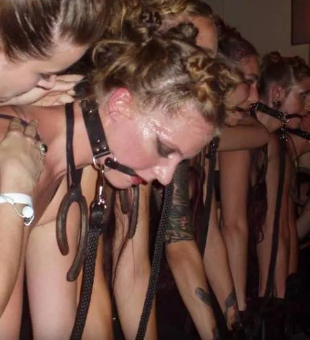 Stable full of ponygirls