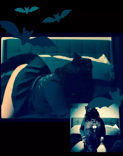 Financial Dominatrix Black Fox