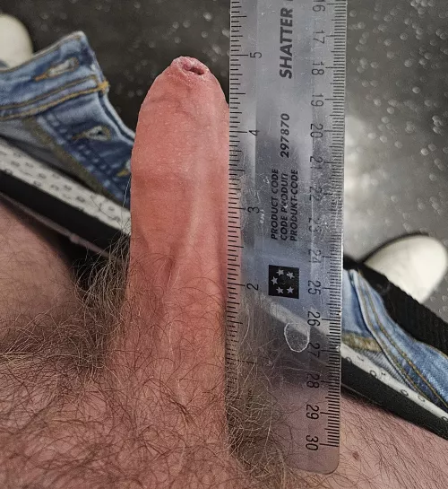 Uncut and fully erect = 5 inches