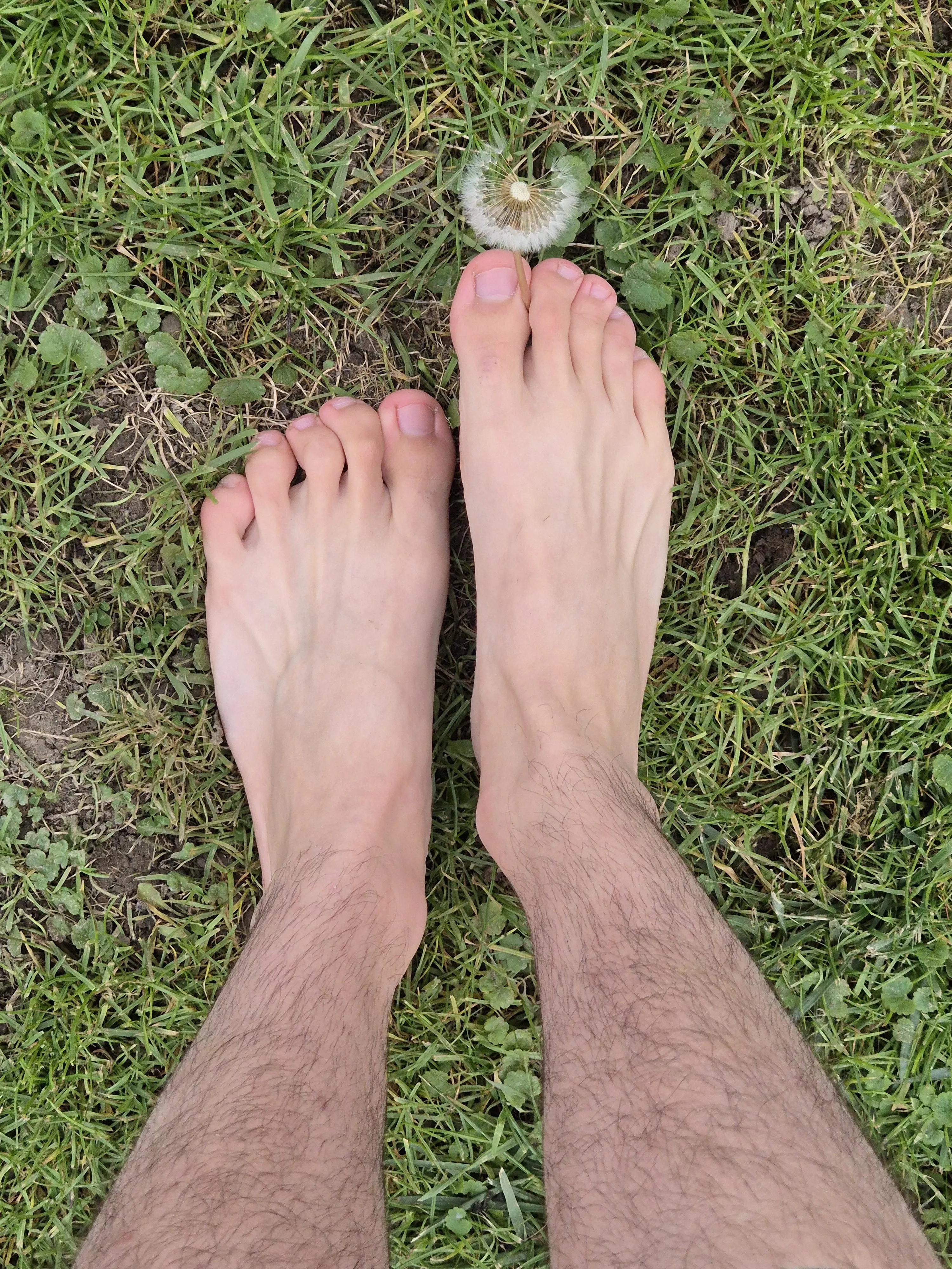 Feet on Fading Green, Autumn’s Last Dandelions