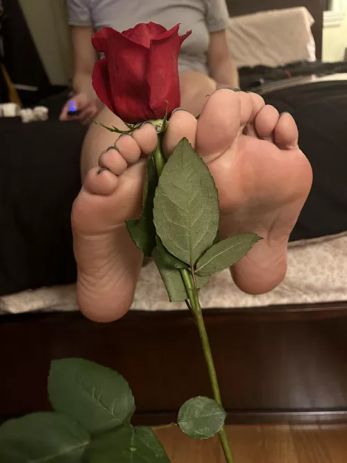 Will you accept this rose?