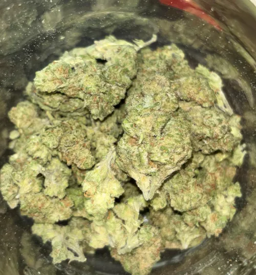 Georgia Pie (Greenhouse)