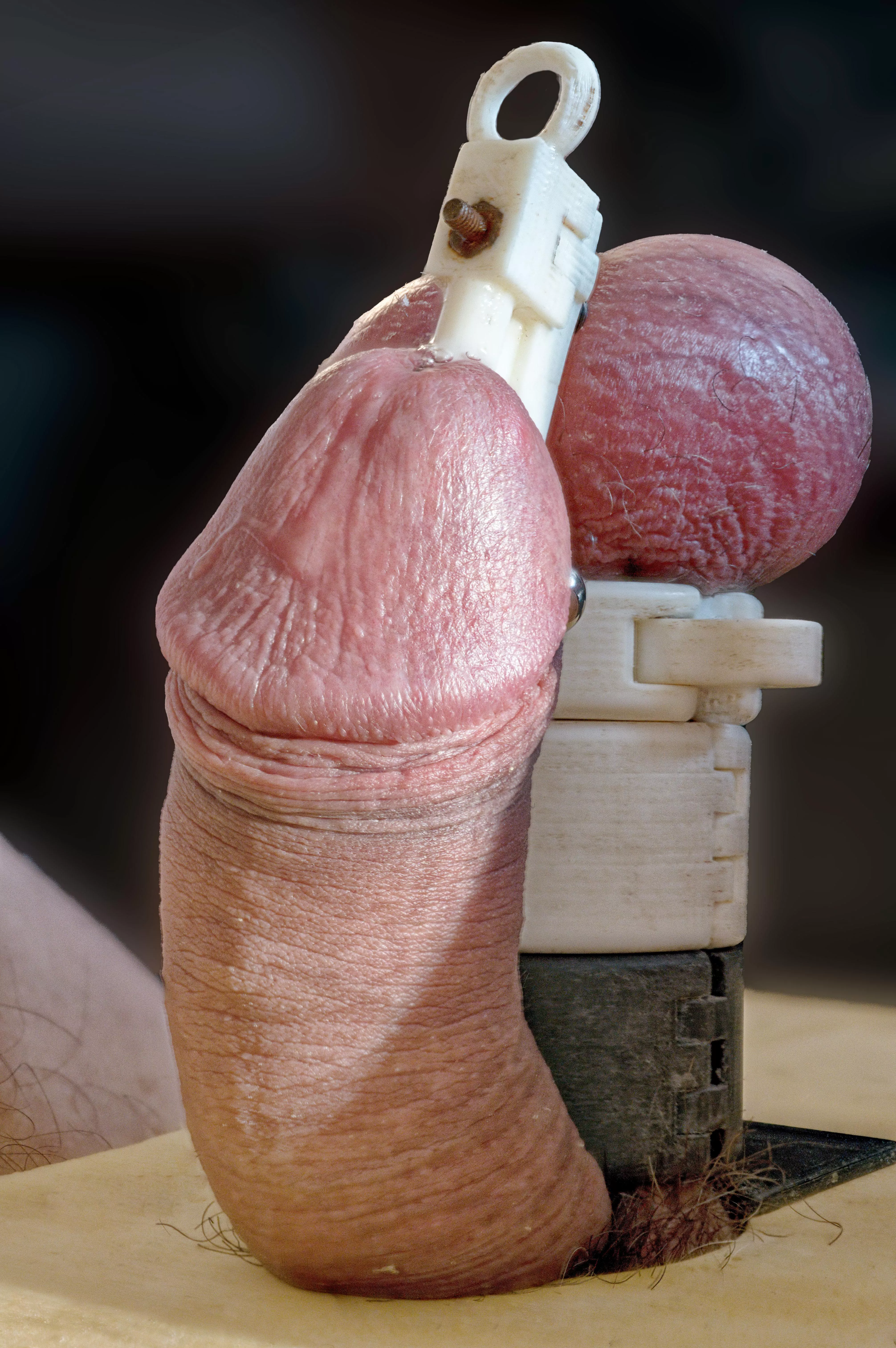 Balls stand at attention while glans is clamped 