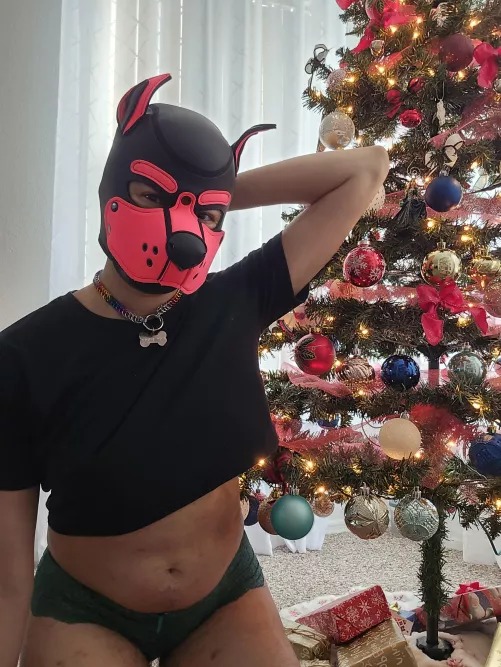 would you give this naughty pup a present for christmas? πΆπ would you give this naughty pup a present for christmas? πΆπ