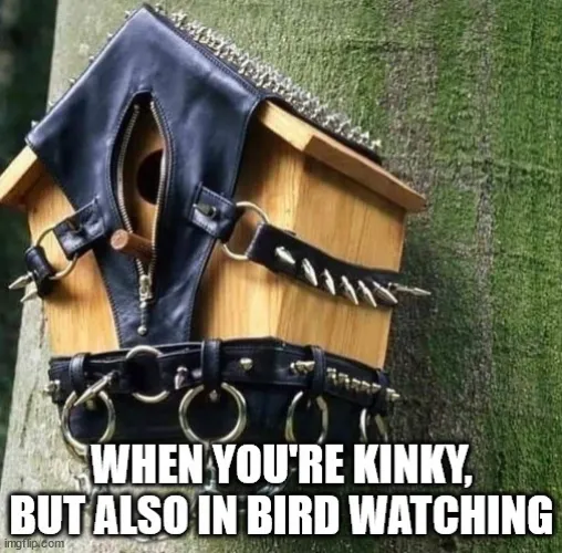 Bird real estate market is so bad, only affordable housing are sex dungeons.