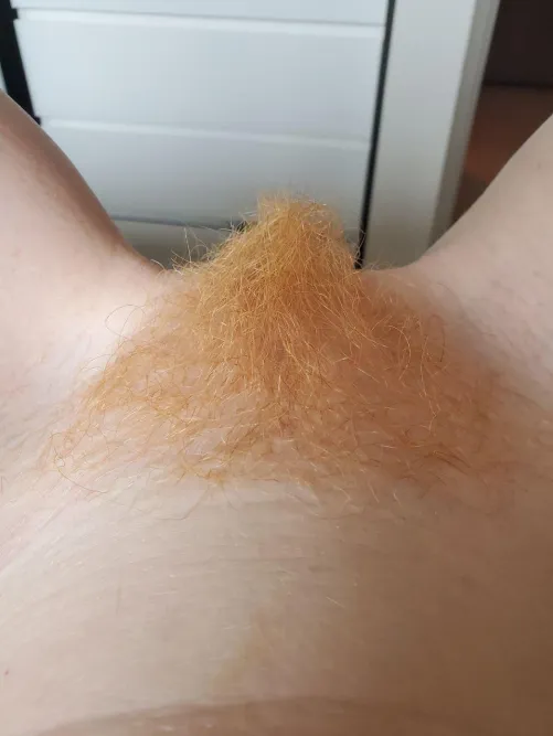 Would you eat or shave my ginger rug 