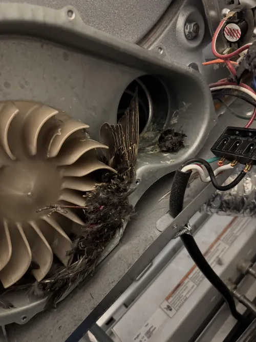 At work, bird got wrapped around dryer exhaust fan after building nest in the vent. That’s the head on the right… I had the joy of removing it. 