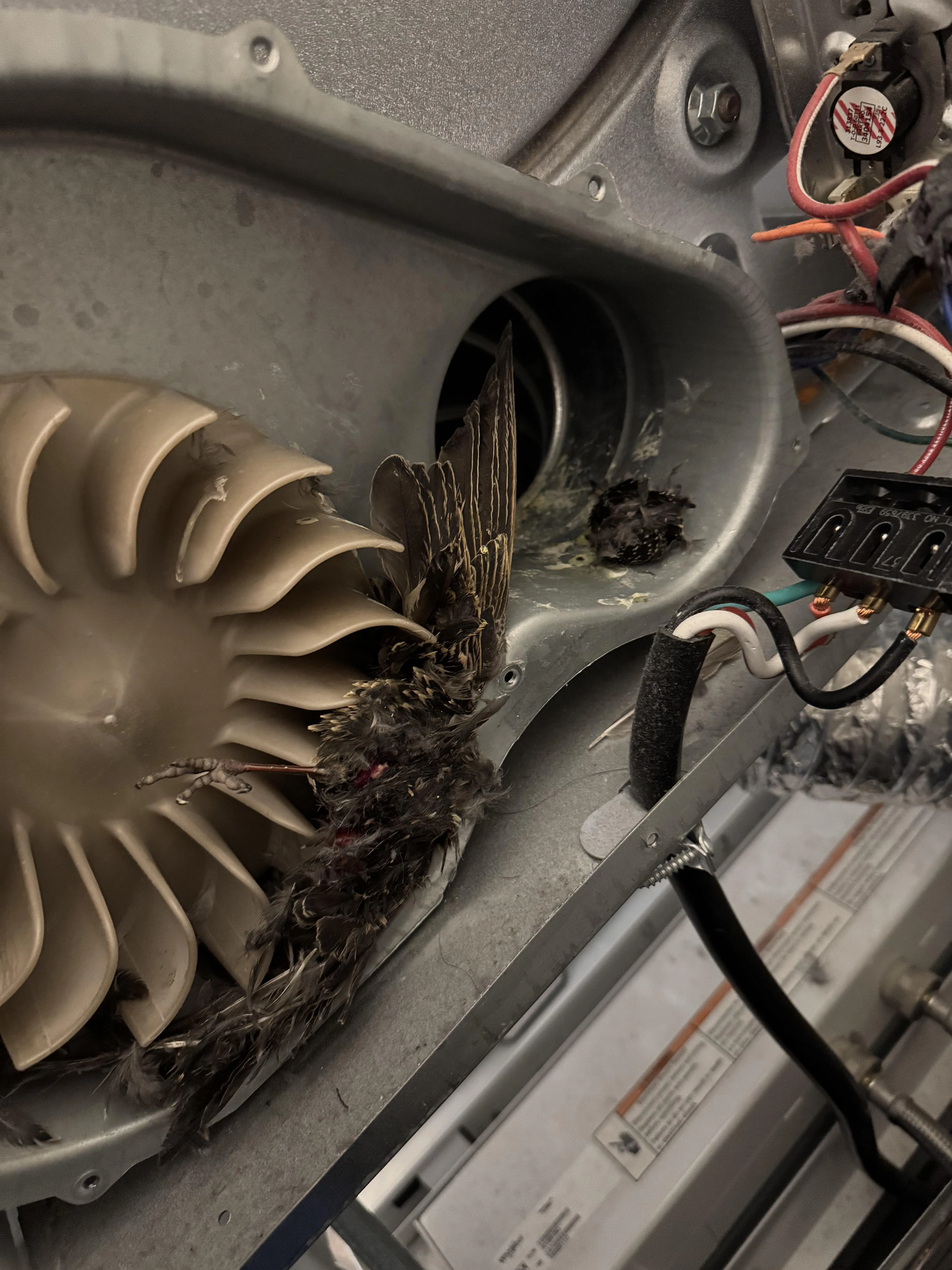 At work, bird got wrapped around dryer exhaust fan after building nest in the vent. That’s the head on the right… I had the joy of removing it. 