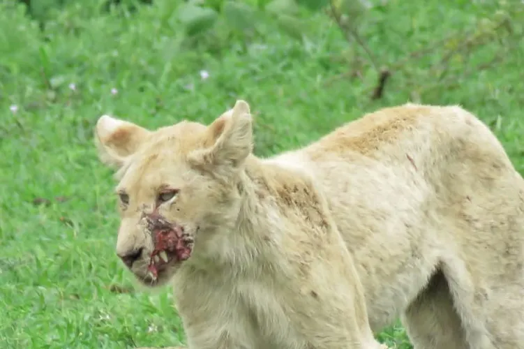 White lion cub face partially ripped off 