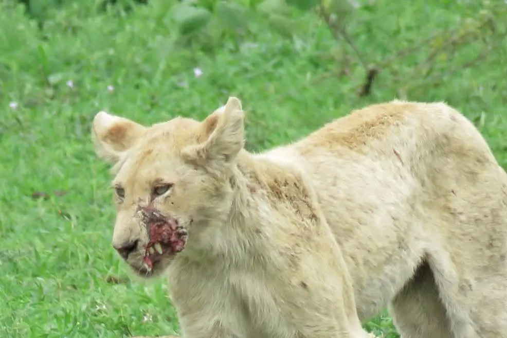White lion cub face partially ripped off 