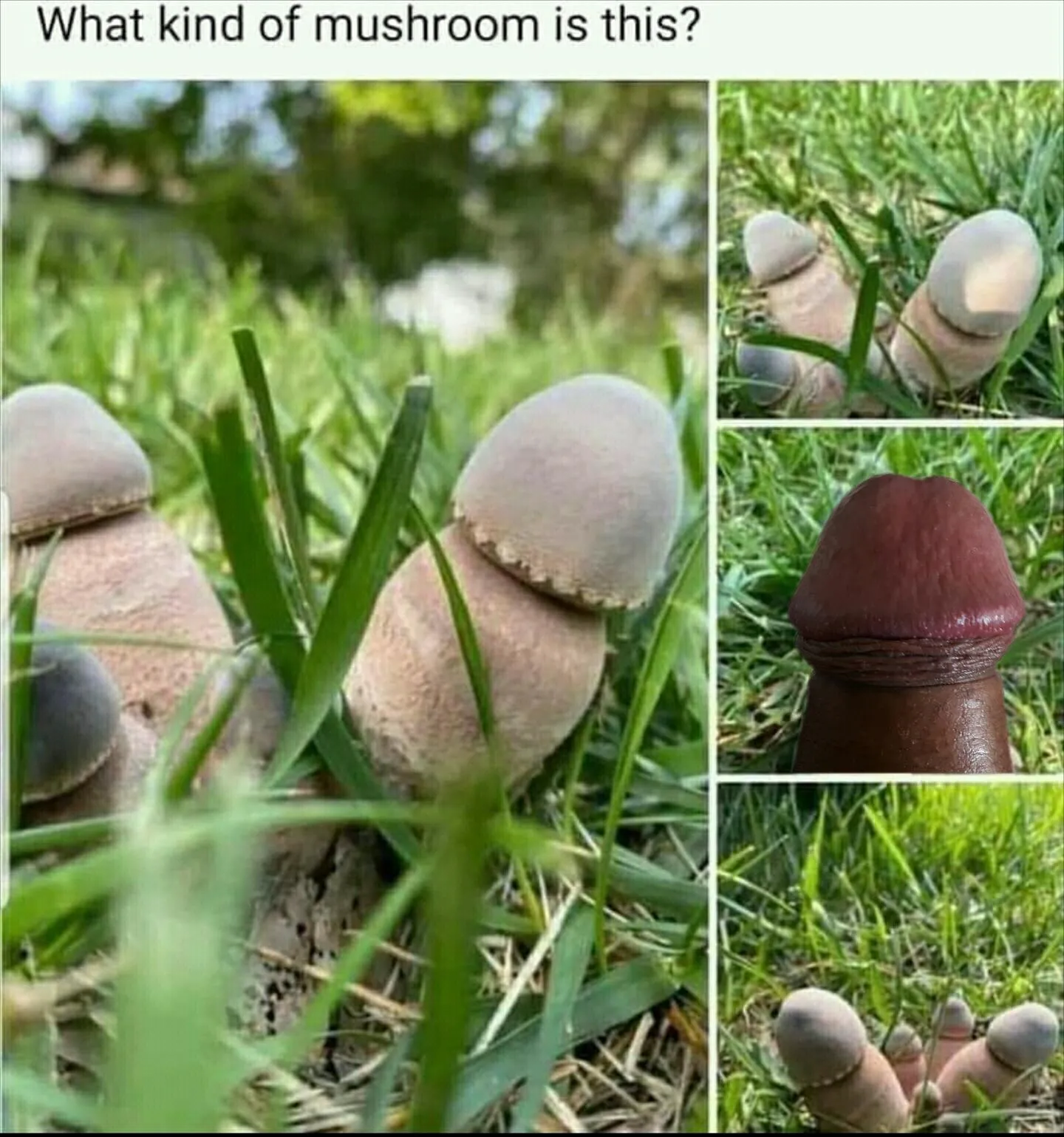 What kind of mushroom is this 