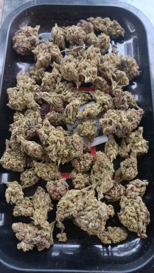 LitFarms- Cheetah Piss $49 oz