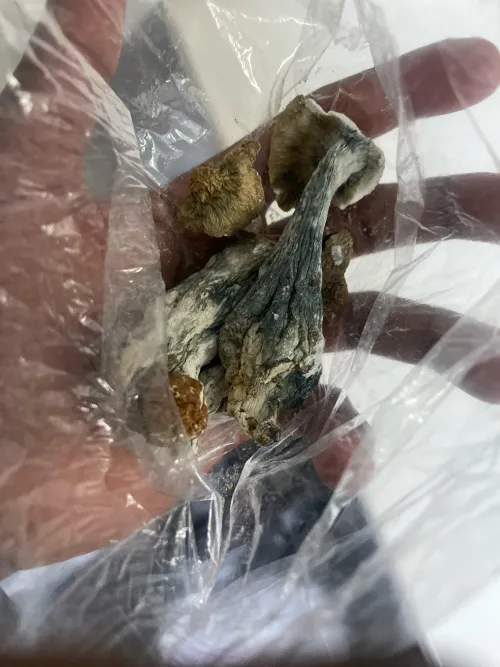 Been falling in love with these