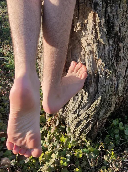 Climbing a Tree Barefoot?