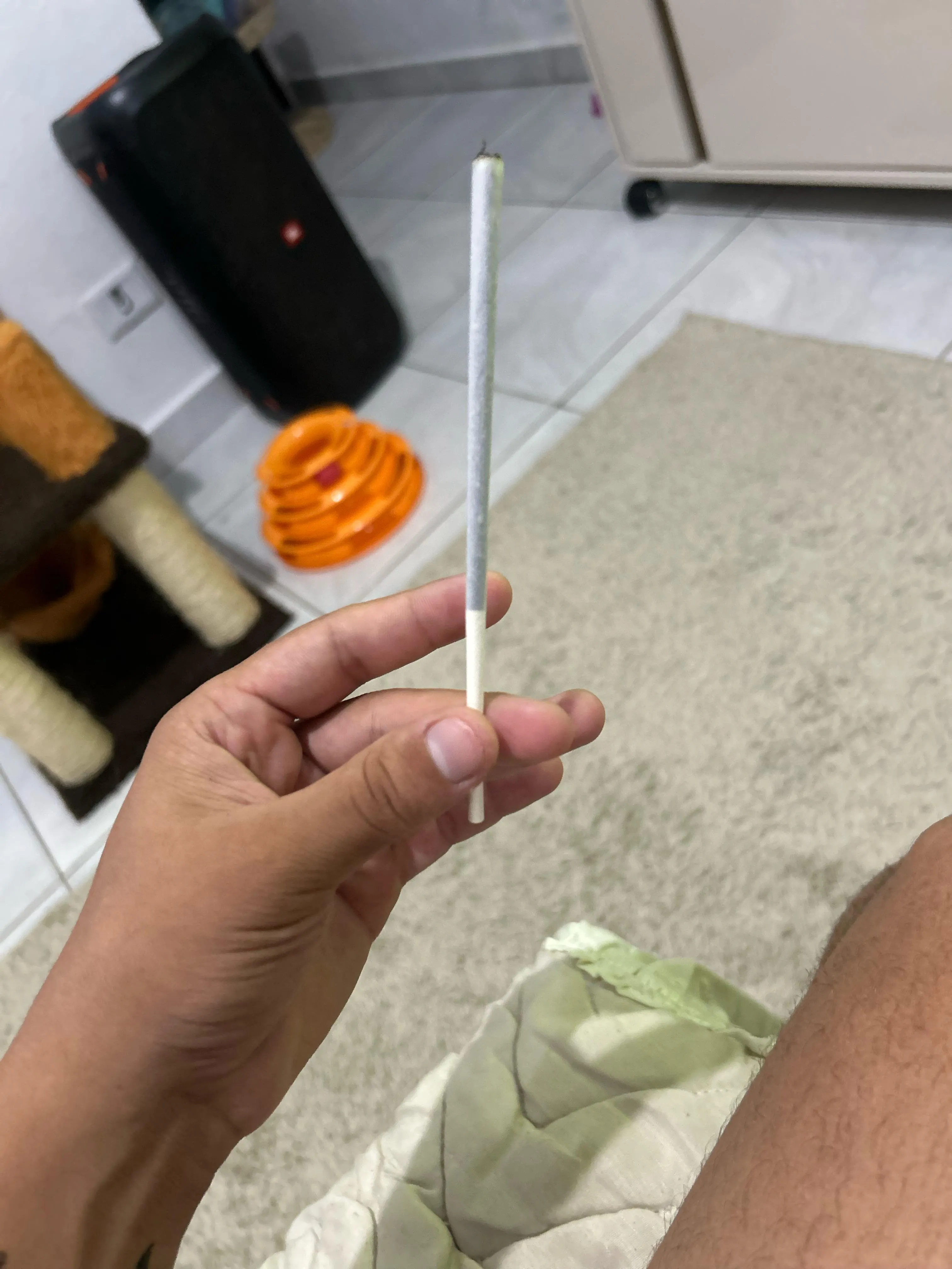 Boa noite com f1 é lei