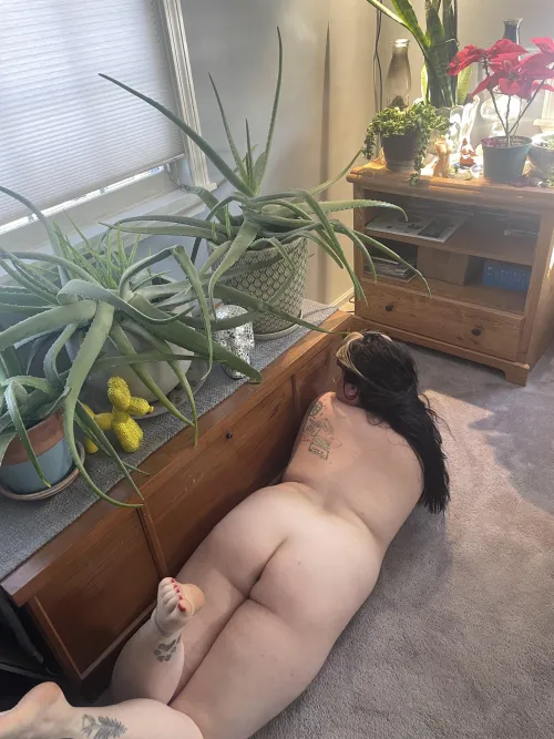 My Aloes are getting big