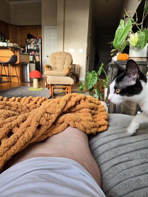 There are actually 2 cats in this picture. Can you find the other?