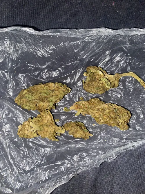 Minhas primeiras flores