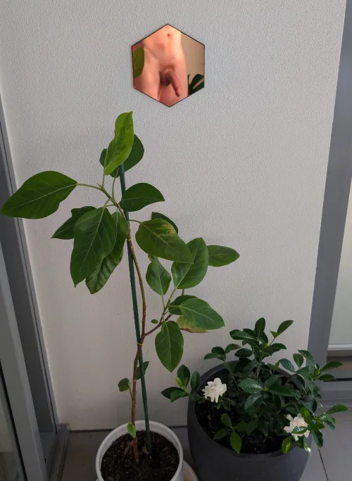 Check out the new plants I got