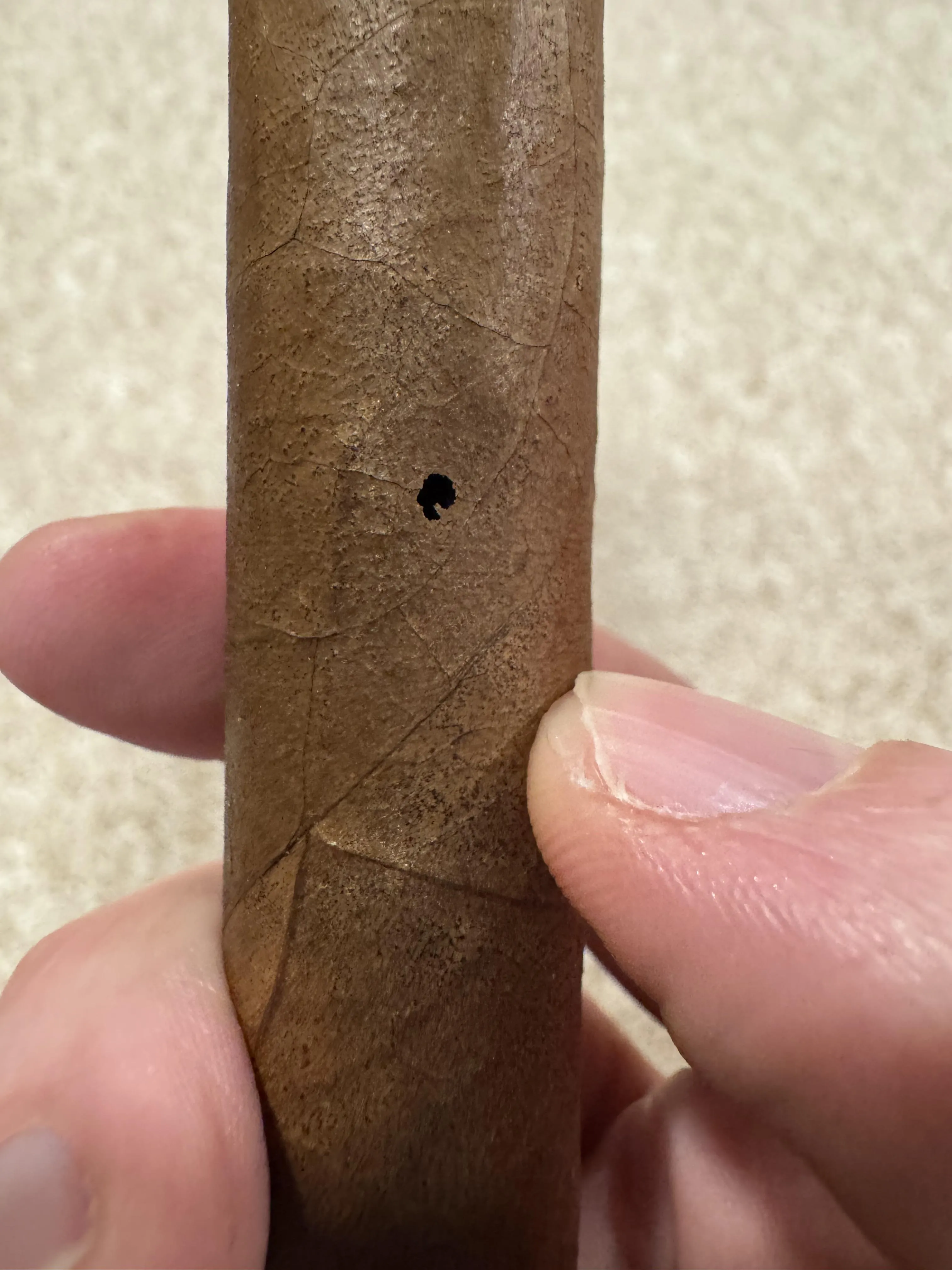 Is this a tobaccobeetle?