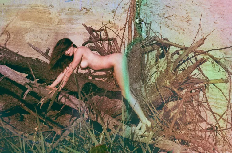 Roots on the wild beach. Film photo