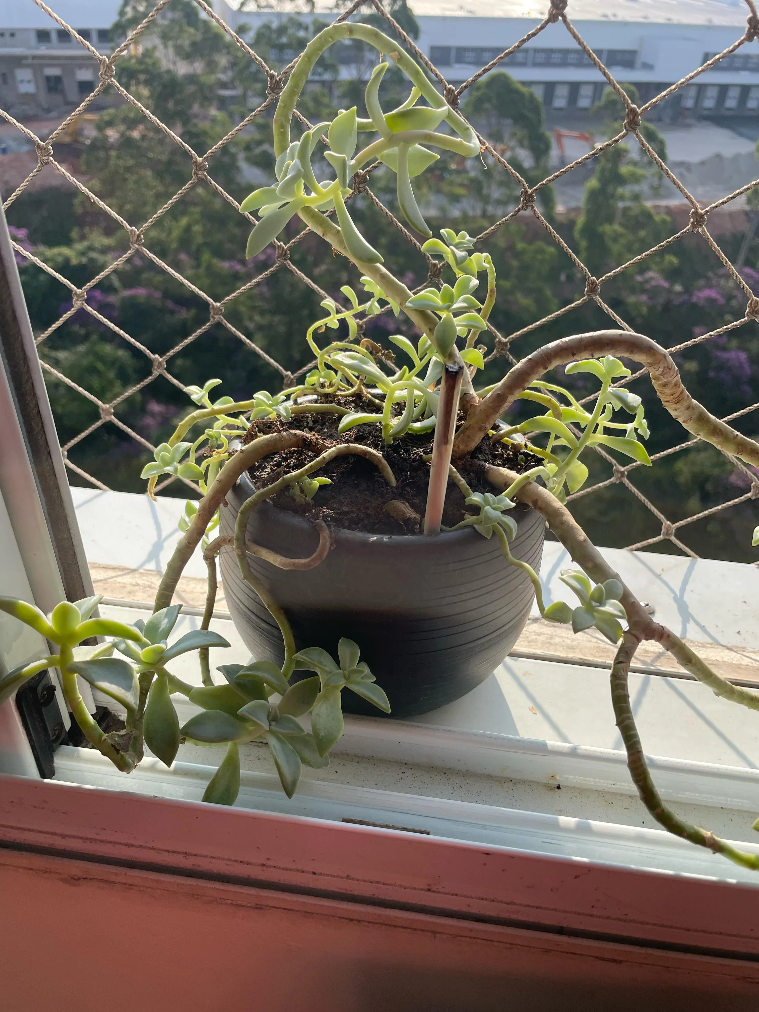 sera que cresce? 🤔