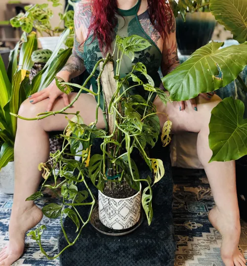 Monstera Adansonii 🧀