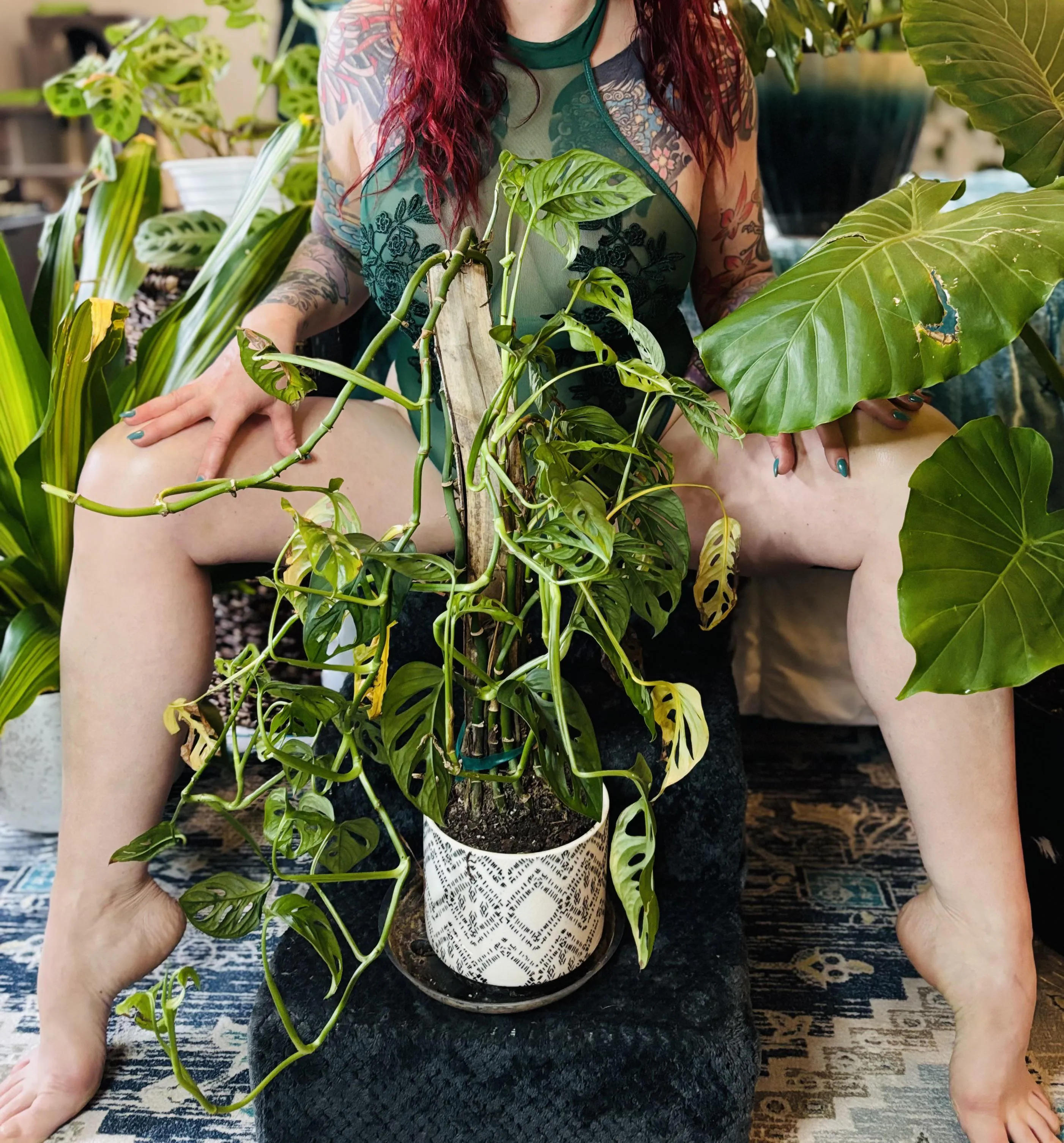 Monstera Adansonii 🧀