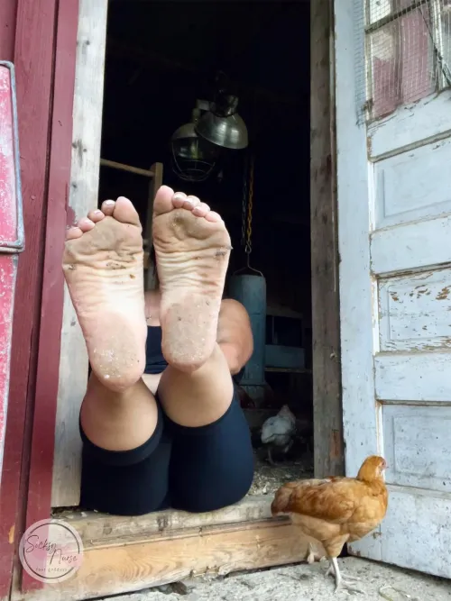 Chicken Coop Feet 🐓