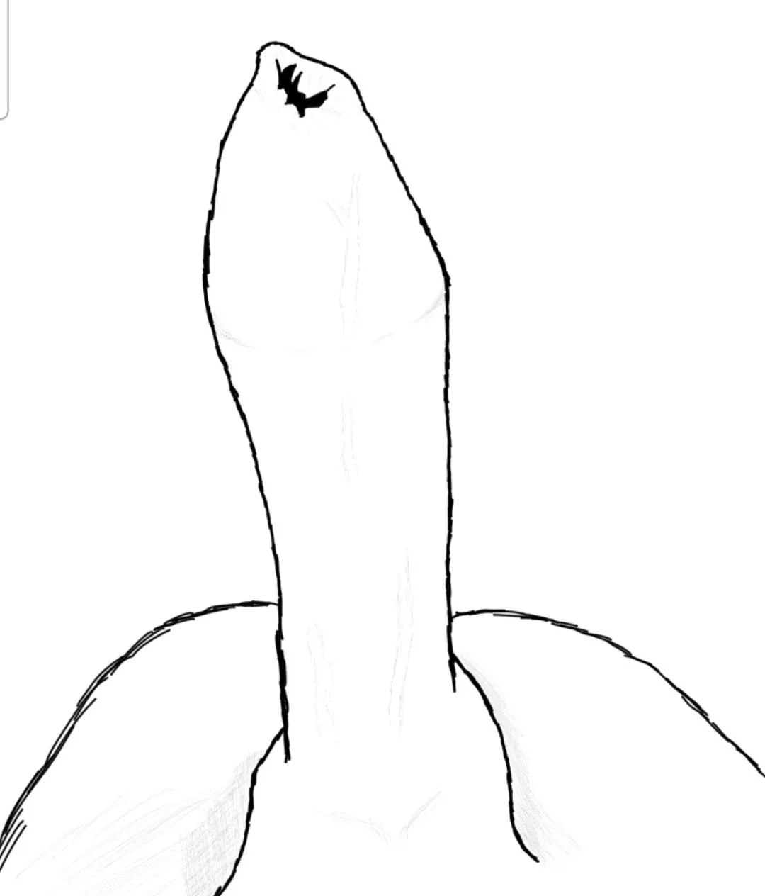 Started tracing over photos