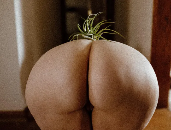 Air plants need love too 🫶🏻