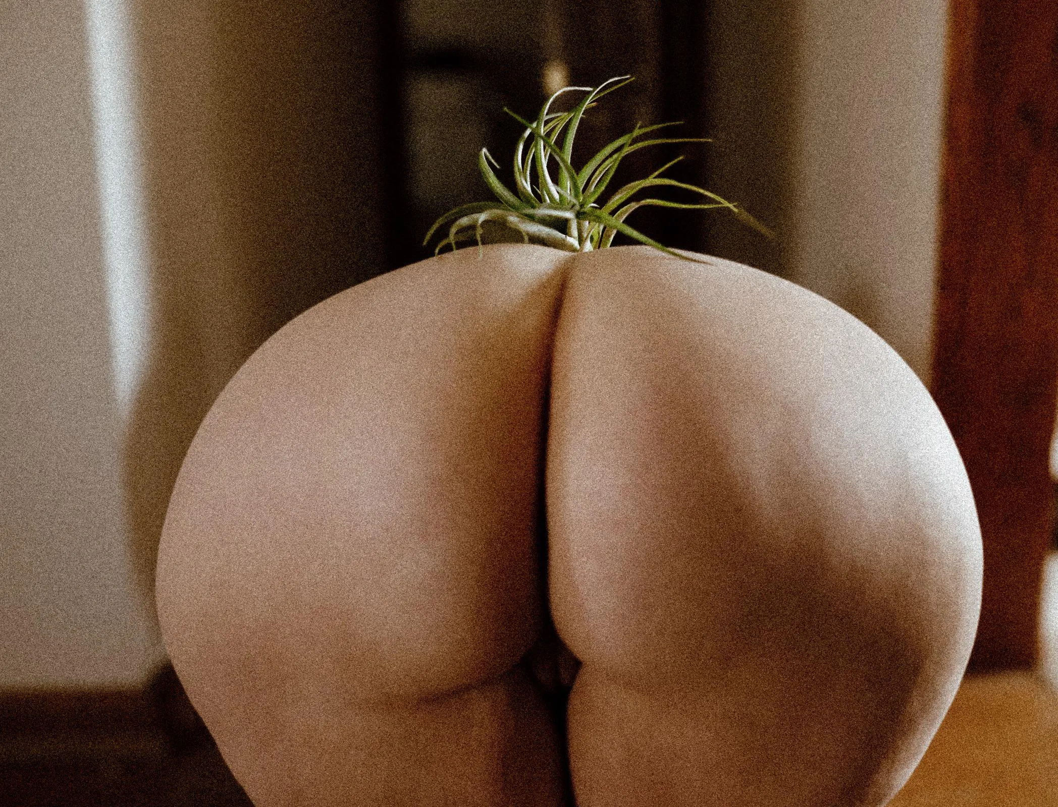 Air plants need love too 🫶🏻