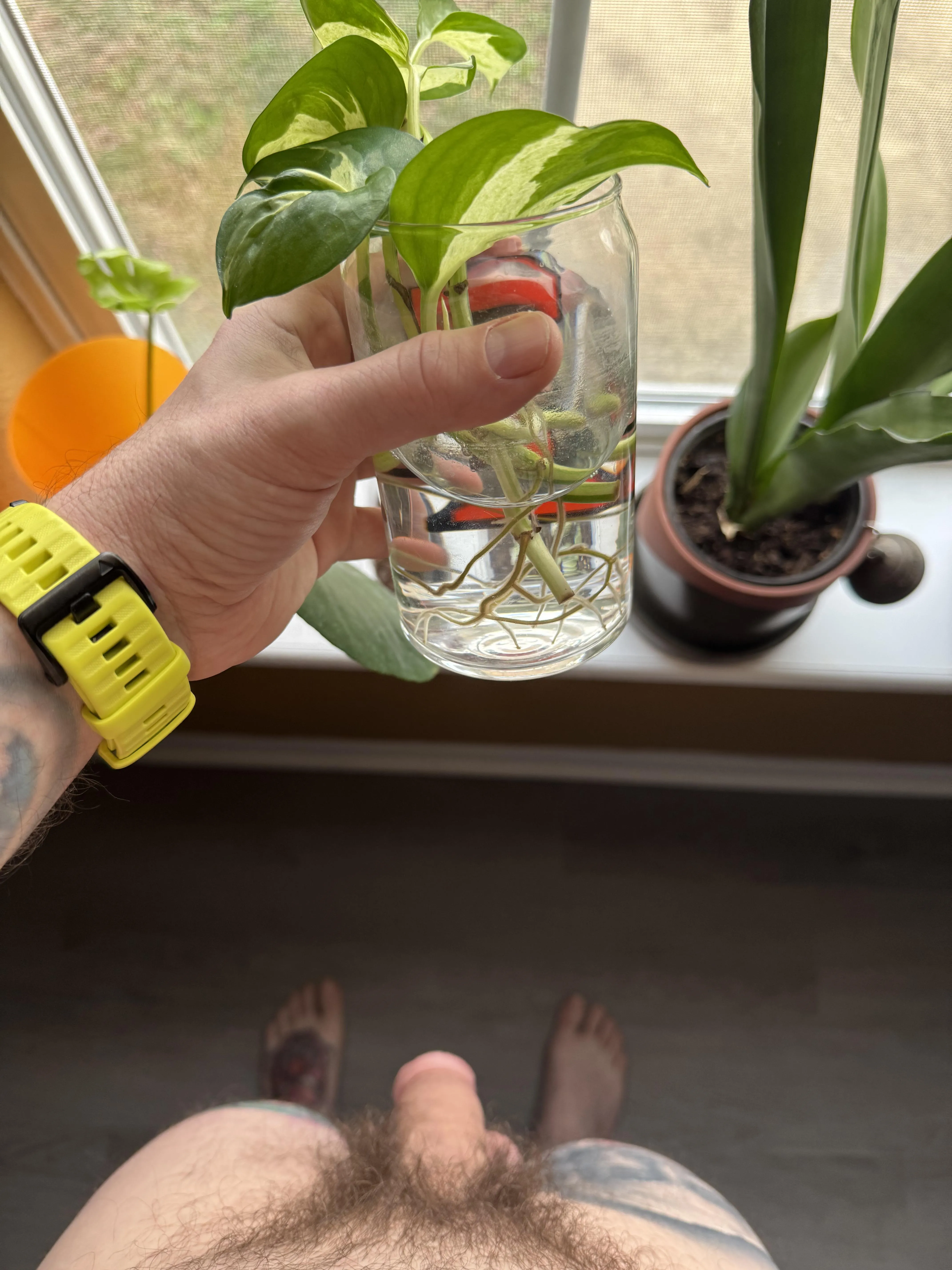 First time propagating the Manjula.