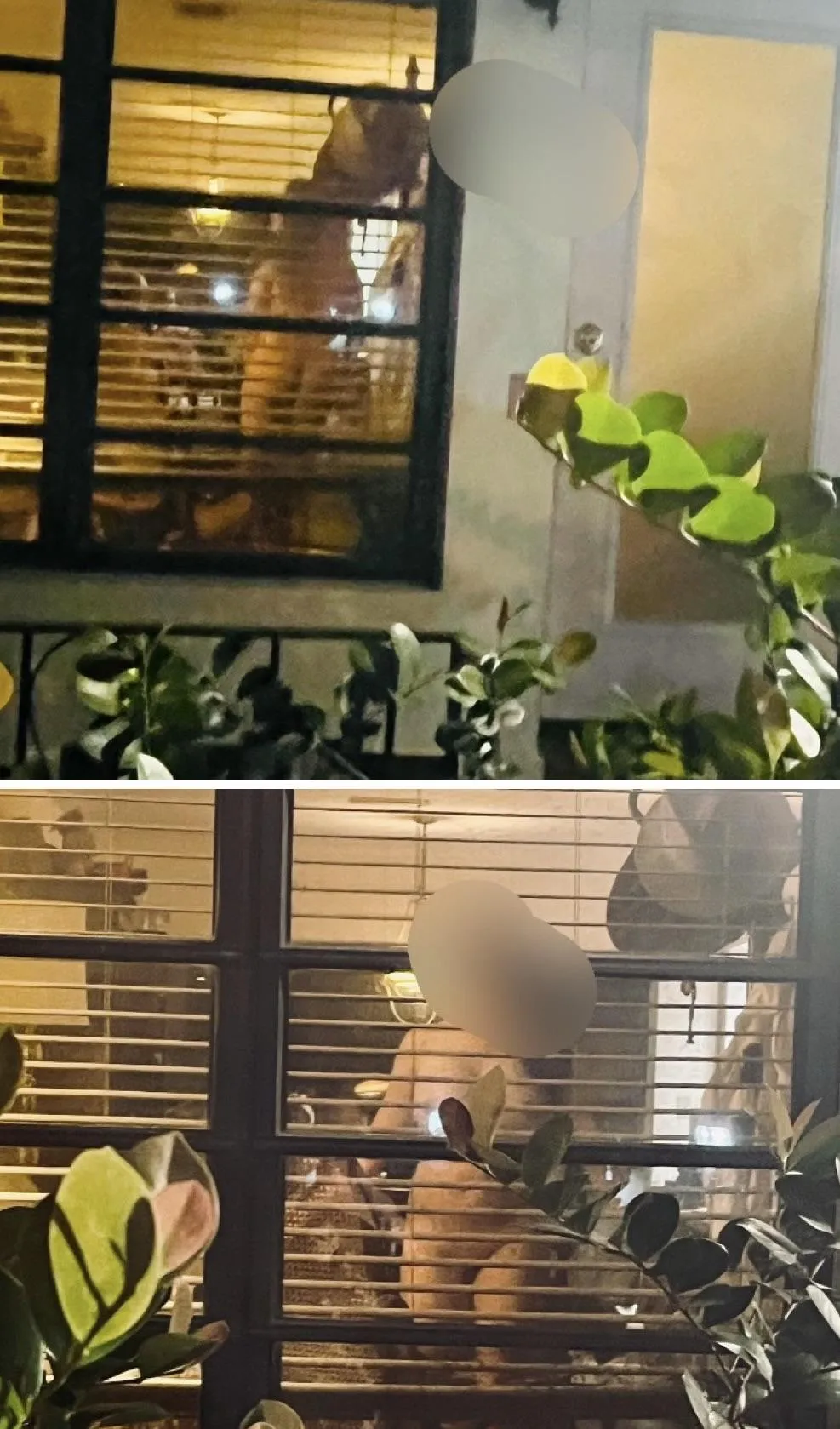 DareToBareMiami ~ Showing Through The Window