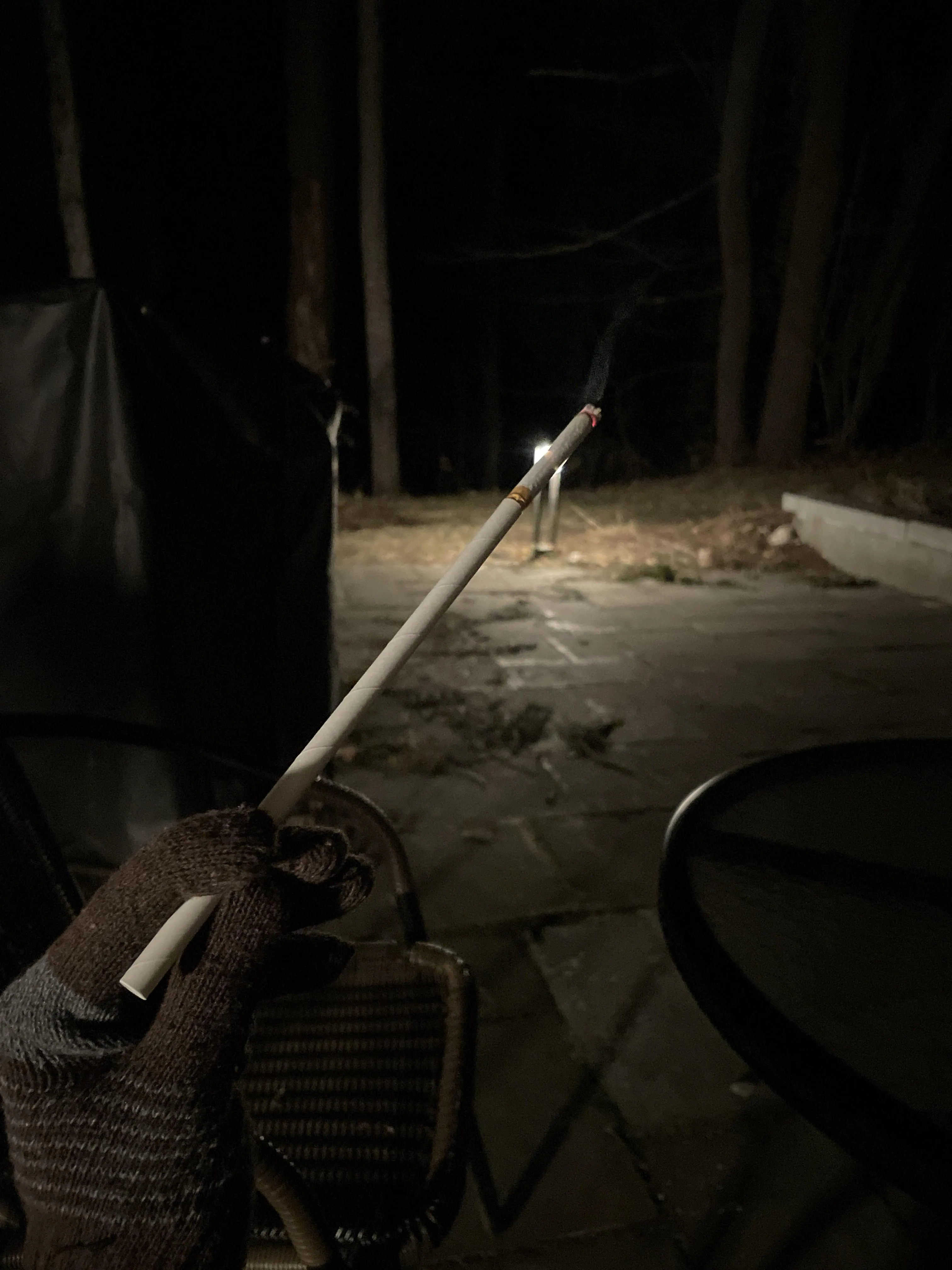 Spirit Black and Staring into the Forest