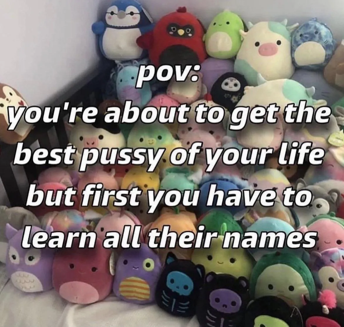 Not the Squishmellows!!!!