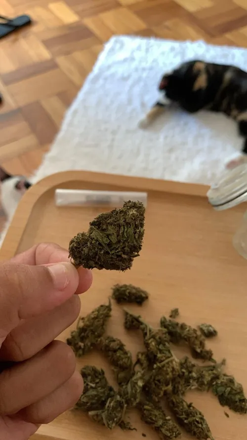 naturalzinha 🙇🏽‍♀️