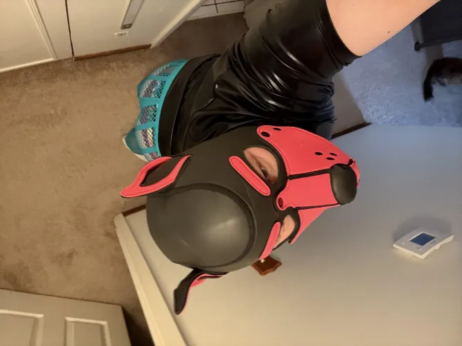 Pups ready to be obedient and obey an alpha.