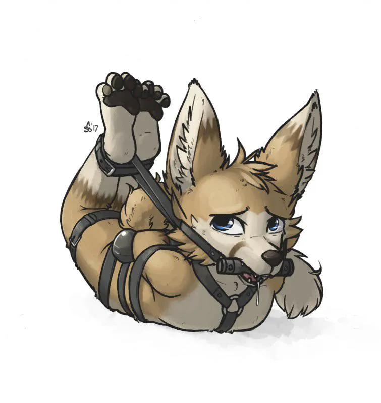 Feral puppy tied up in dog park, pls help :((