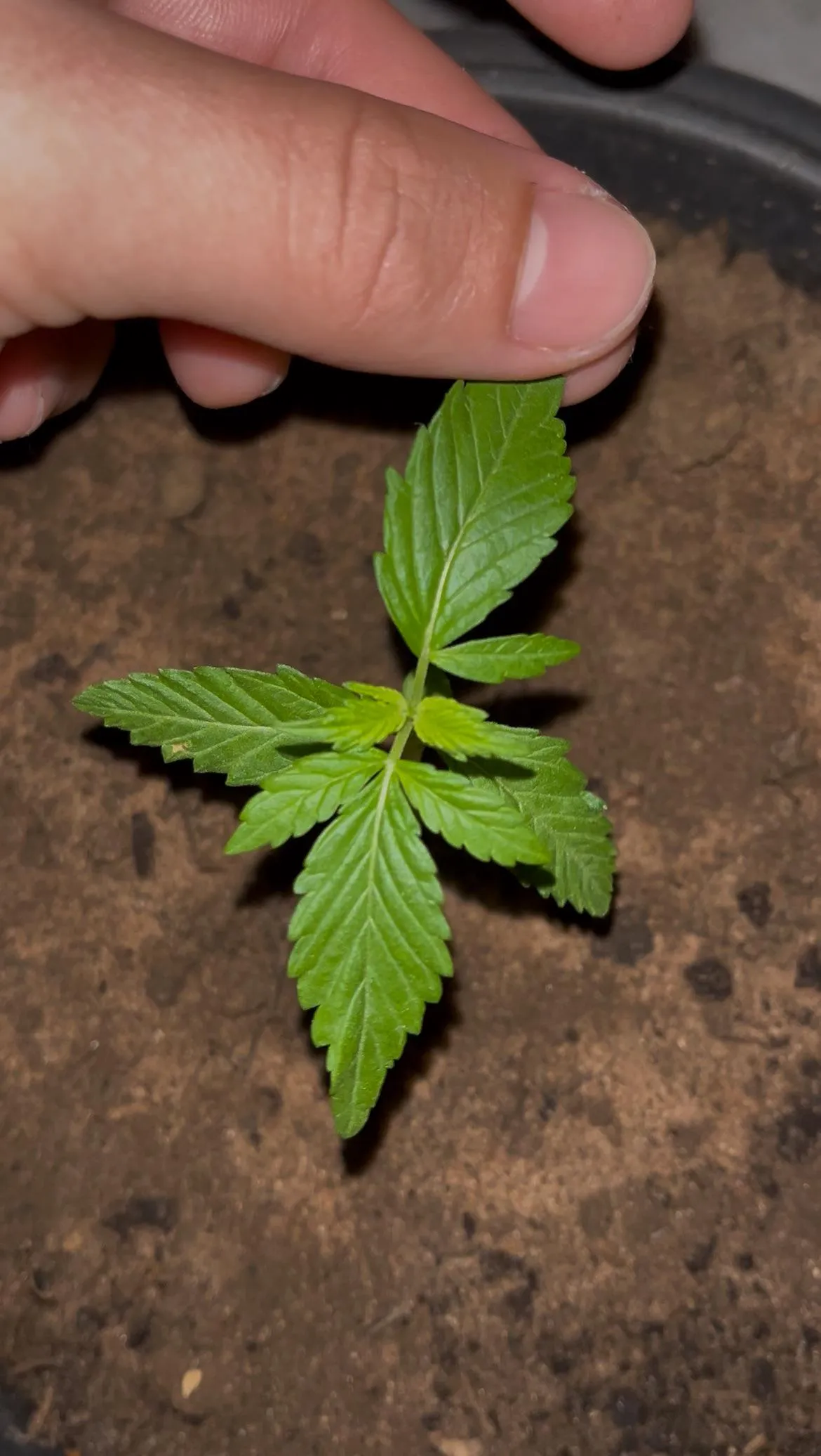 Alguém sabe oq tá acontecendo ?