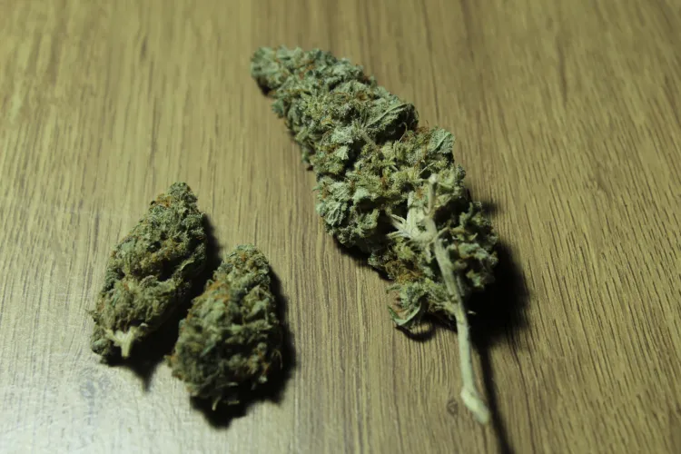 Gelato e White Widow, lado a lado. Boa semana, família. Na paz de Jah