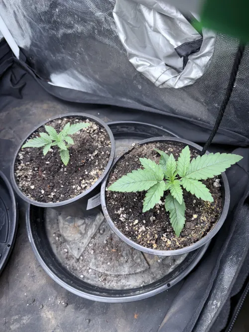 Mesma strain, mesmo solo e coloquei junto. Por que sera que uma ta bem maior que a outra?