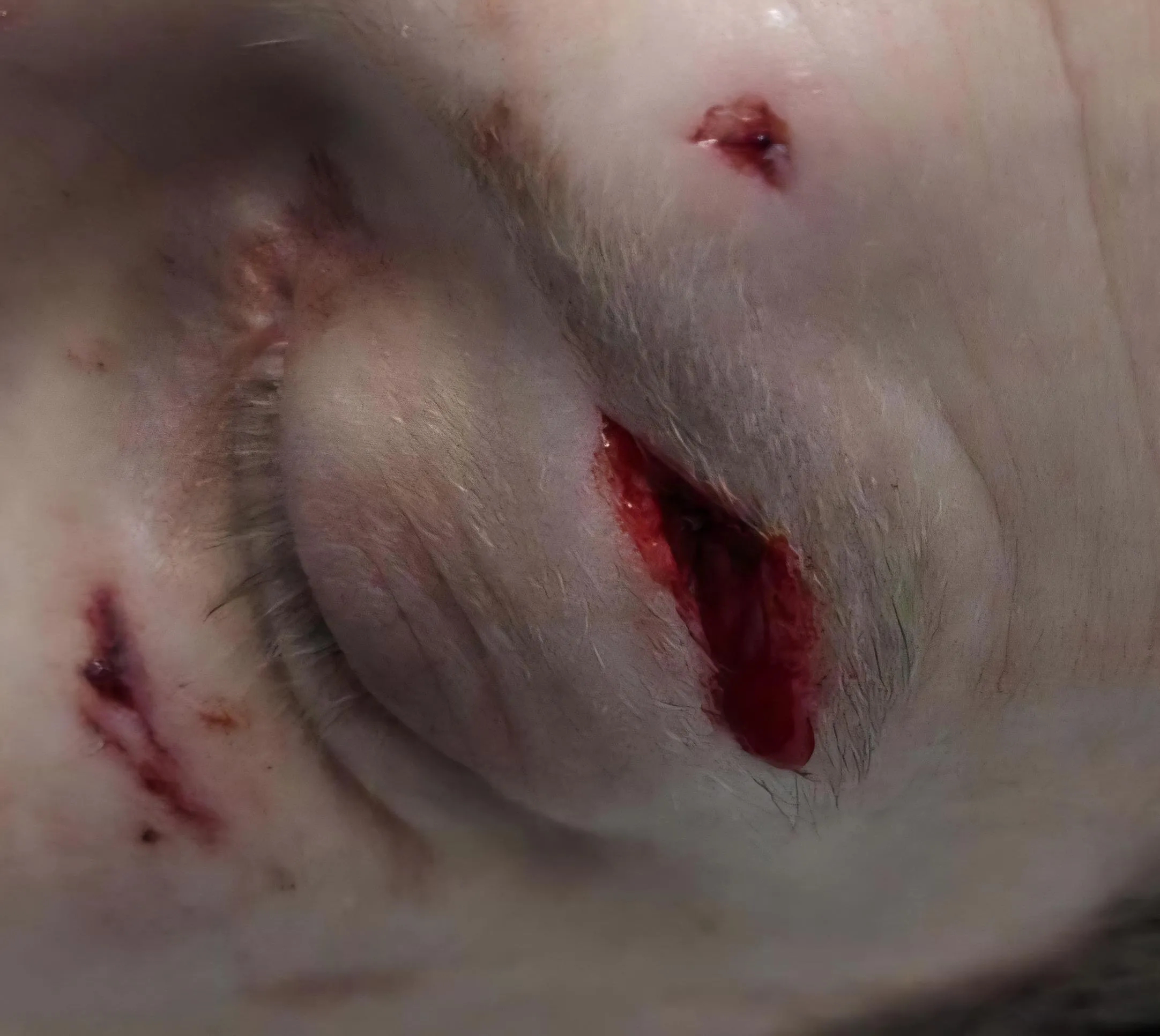 Punched in the face a while ago (guy had a ring on)