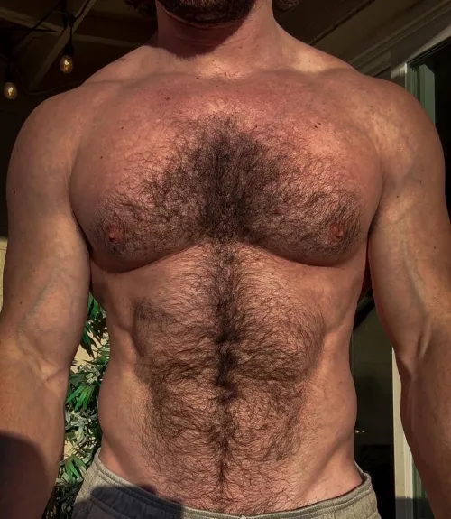 Single bull in RDU NC