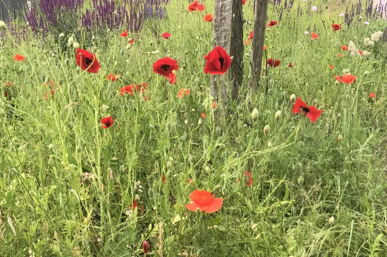 Are these the right kind of flowers?