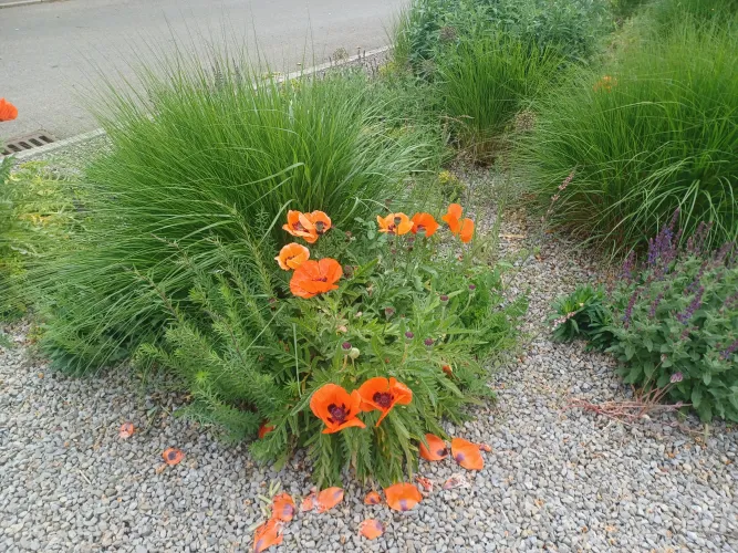 Are these the right ones?