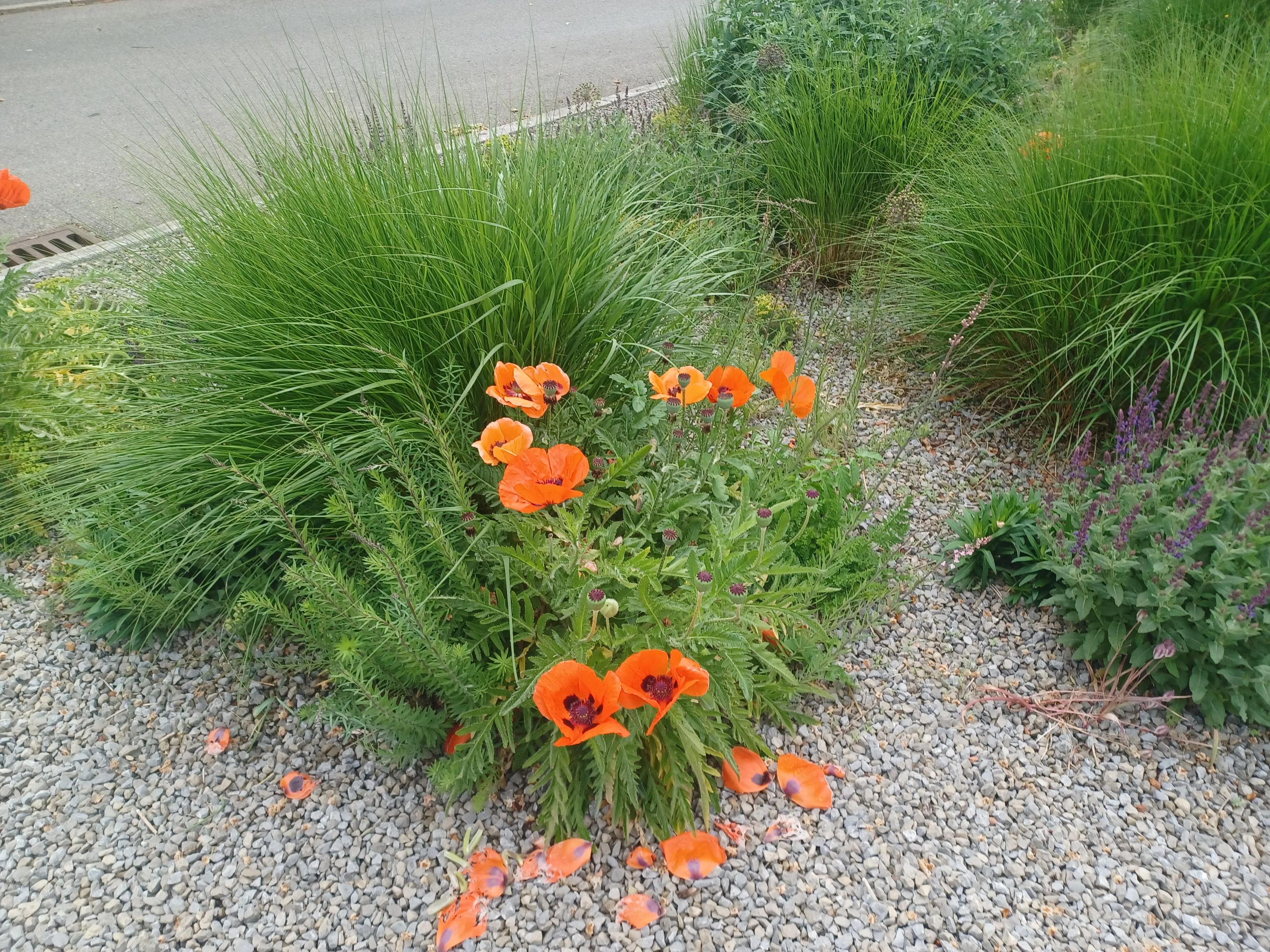 Are these the right ones?