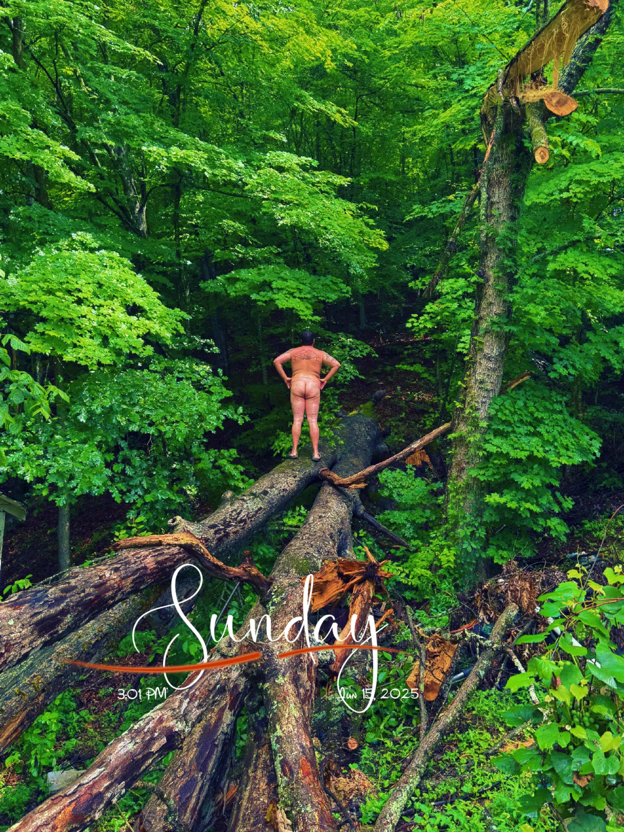 See a fallen tree, got to walk on it 🌳