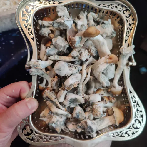 Have just weighed out 170g wet golden teachers, 1st flush,