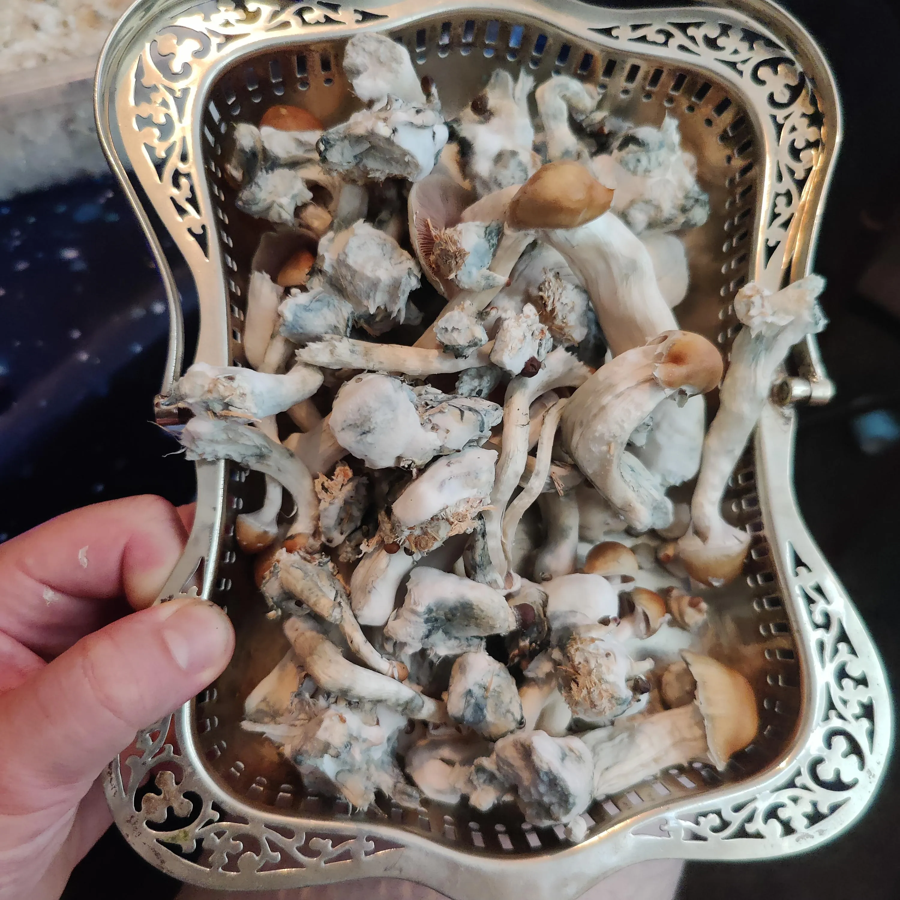 Have just weighed out 170g wet golden teachers, 1st flush,